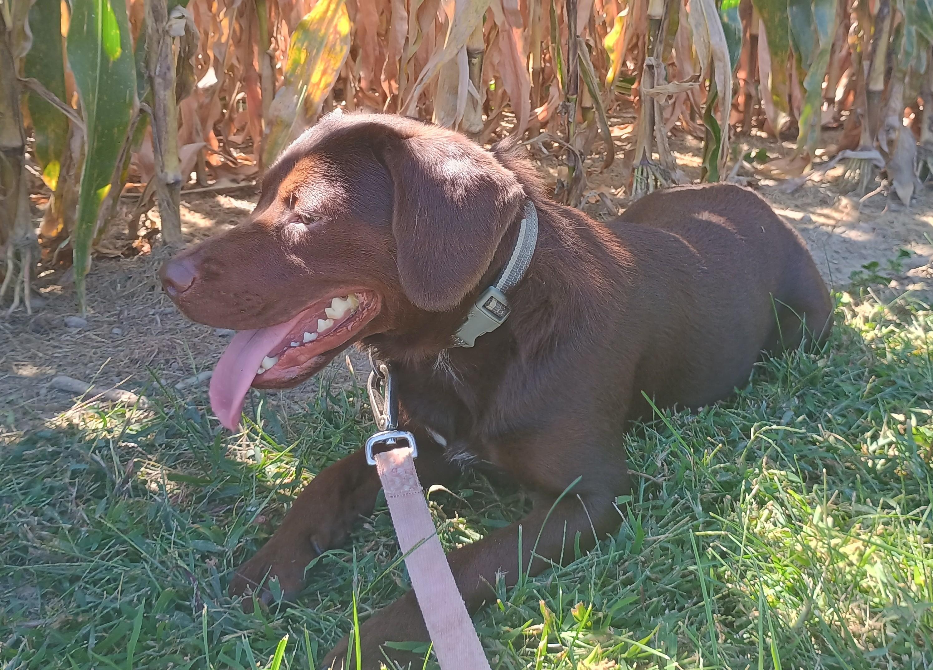 Enlarge Kobe, a Adopted mixed breed in Liberty, IN image 2/5