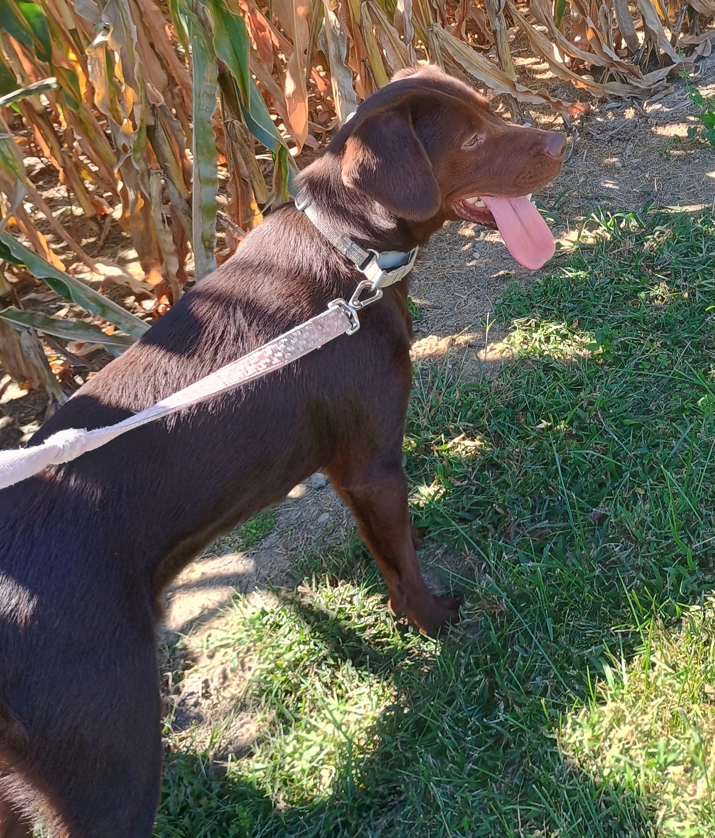 Enlarge Kobe, a Adopted mixed breed in Liberty, IN image 3/5