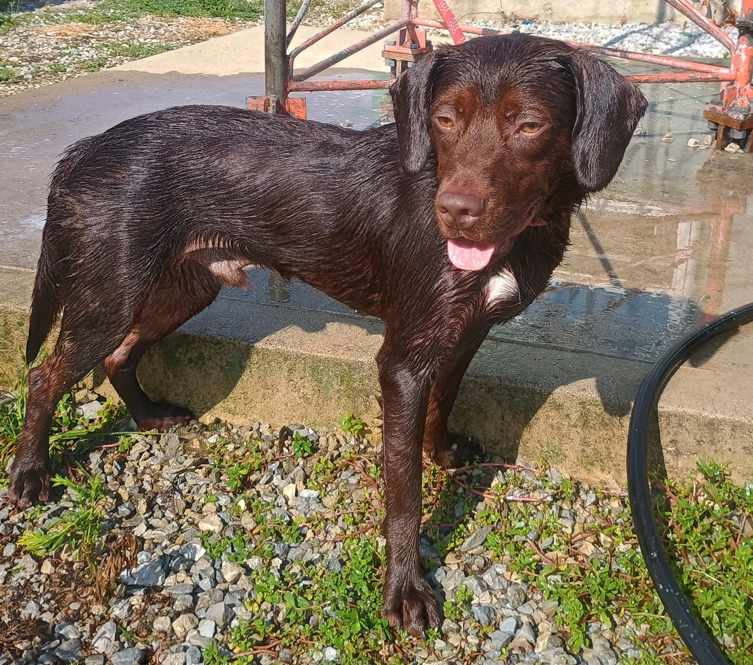 Enlarge Kobe, a Adopted mixed breed in Liberty, IN image 5/5