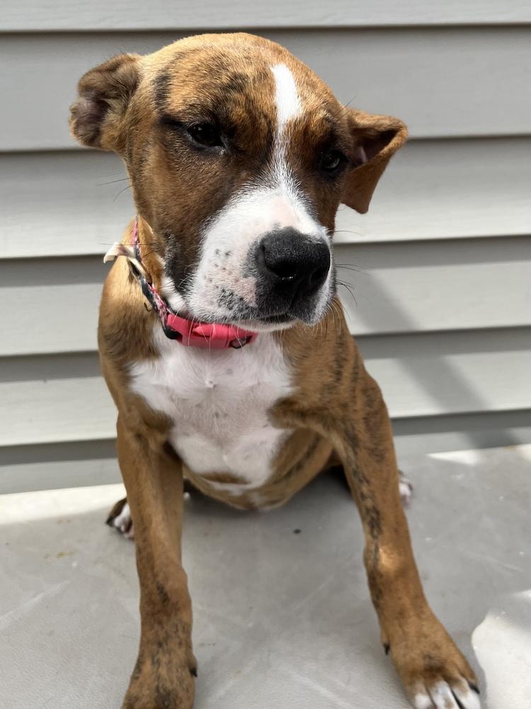 Picachu, Adopted, Puppy Female Terrier.