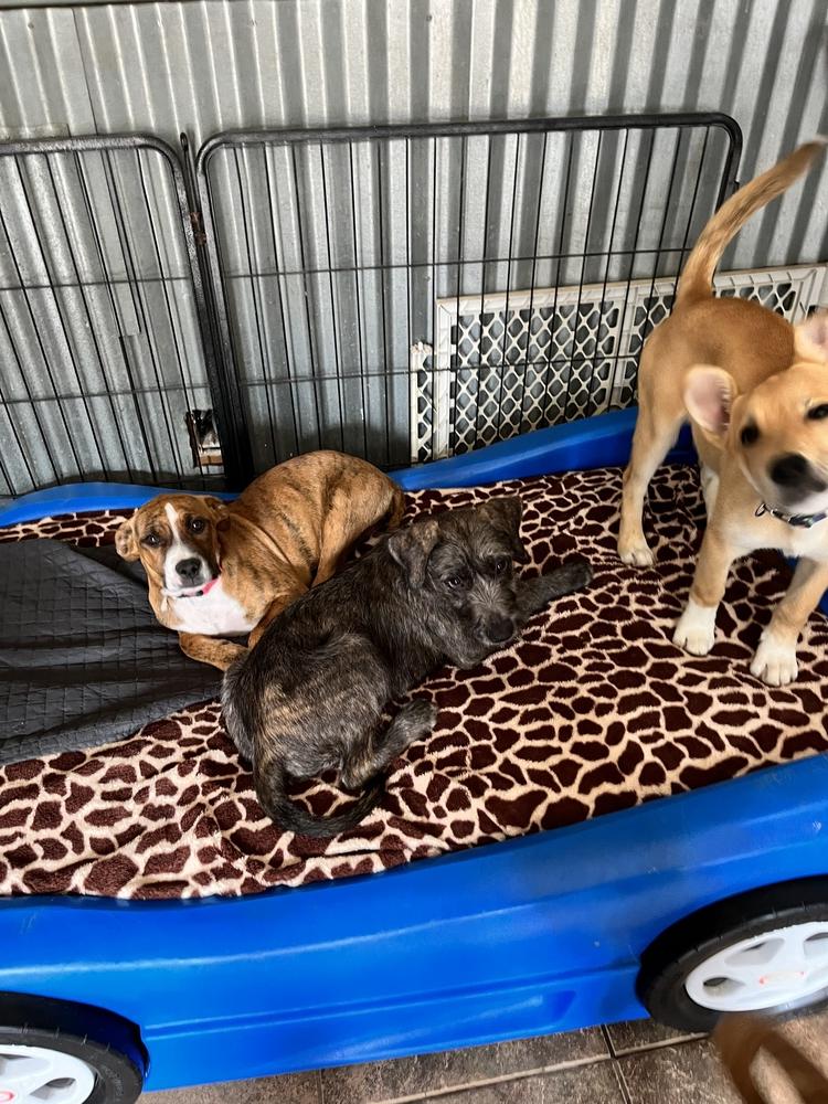 Picachu, a Adopted mixed breed in Scranton, PA image 2/3