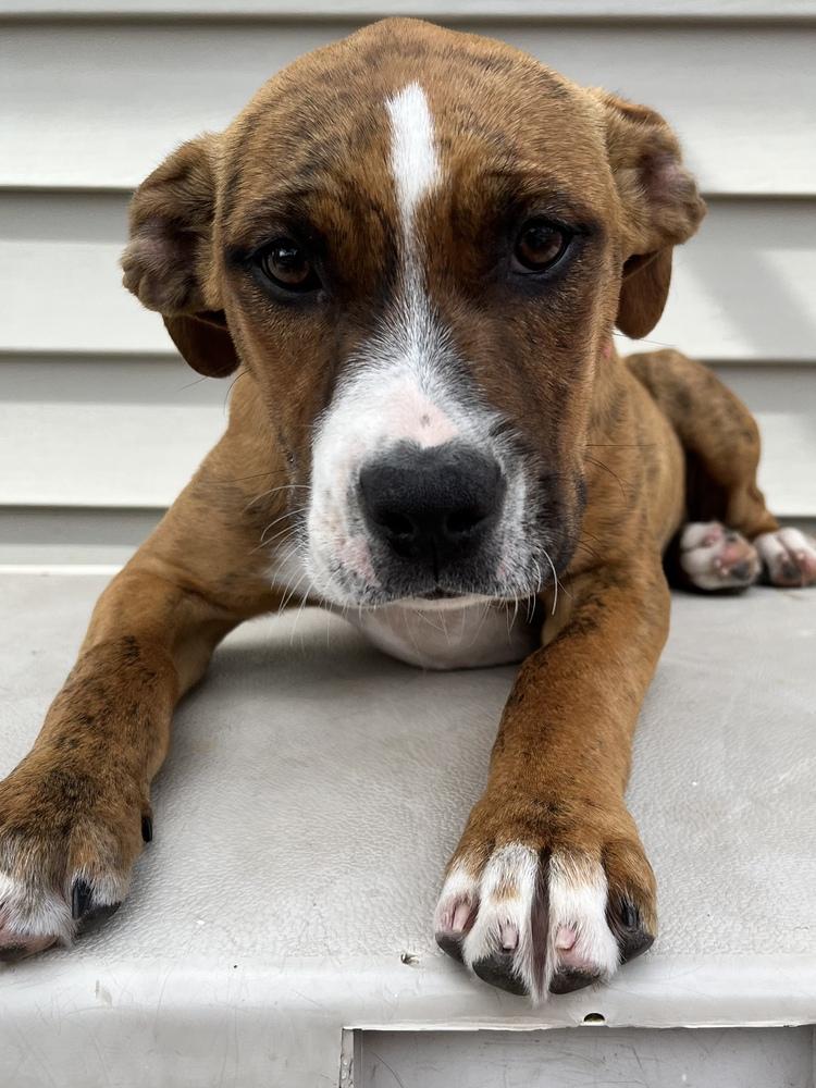 Picachu, a Adopted mixed breed in Scranton, PA image 3/3