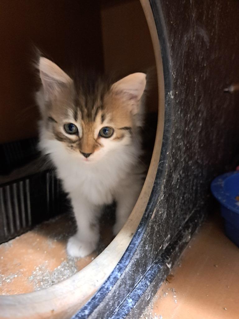 Tilly, Adoptable, Kitten Female Domestic Short Hair.