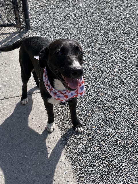Pumba, a ADOPTABLE mixed breed in Marion, NC image 4/4