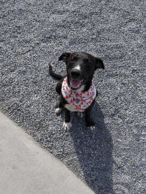 Pumba, ADOPTABLE, Young Male Black Labrador Retriever.