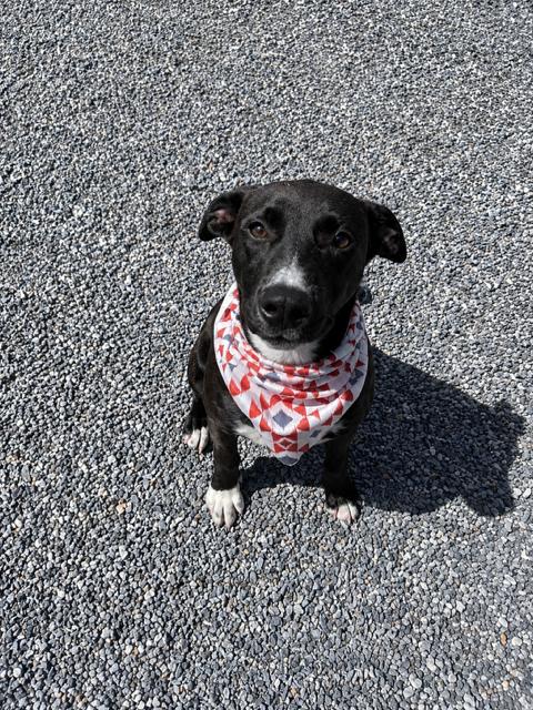 Pumba, a ADOPTABLE mixed breed in Marion, NC image 2/4