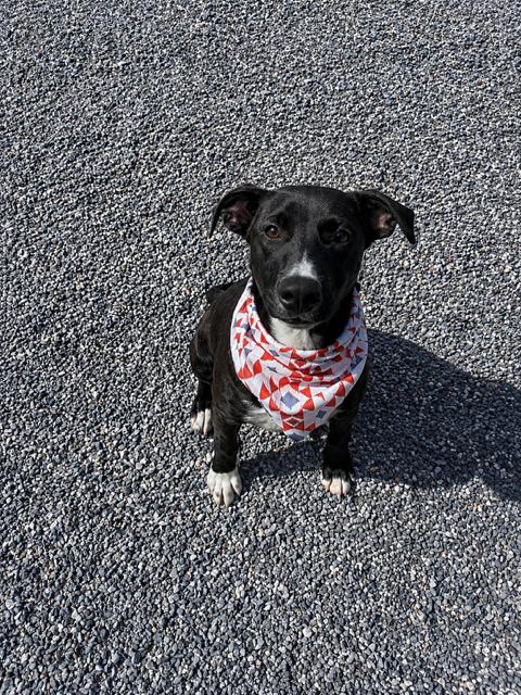 Pumba, a ADOPTABLE mixed breed in Marion, NC image 3/4