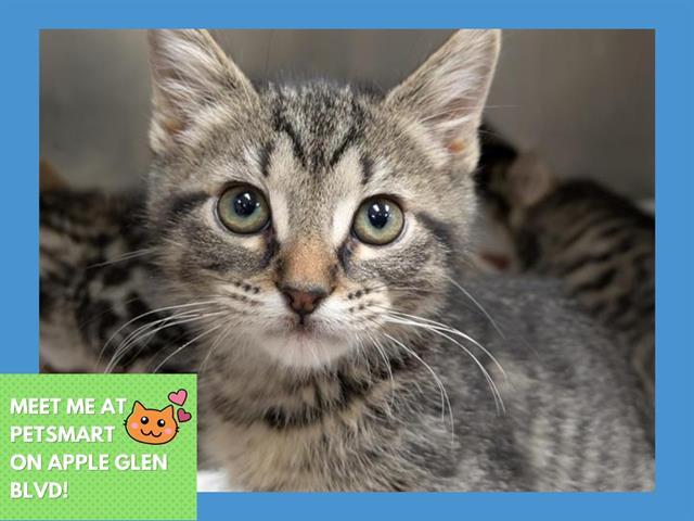 RAZZLE, Adoptable, Kitten Male Domestic Short Hair.