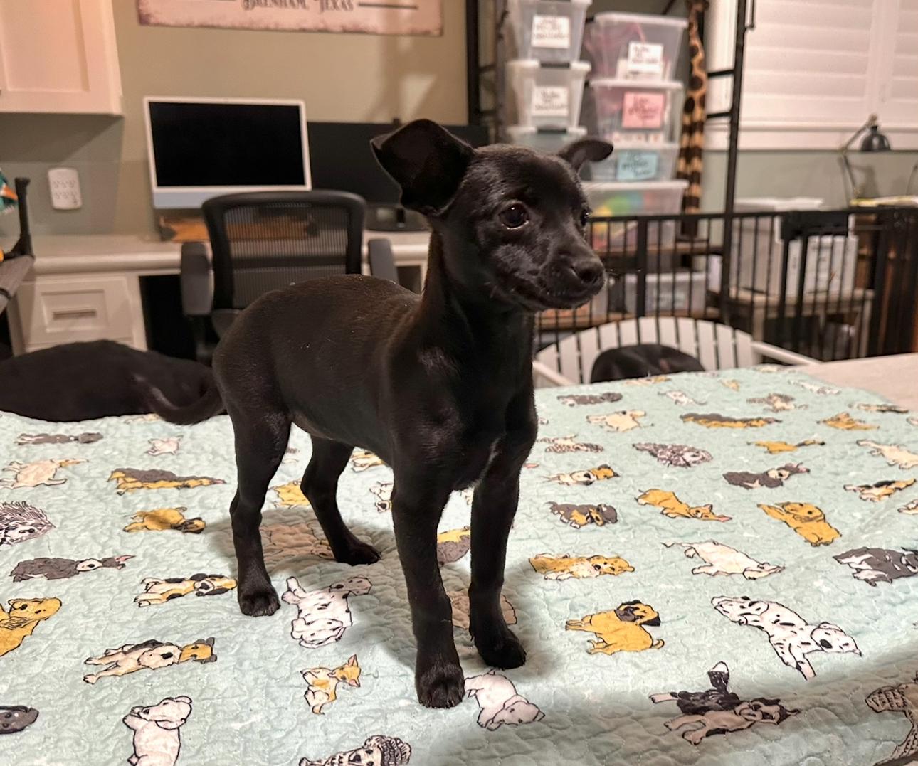 Enlarge Black Girl2, an adopted mixed breed in West Islip, NY image 3/5