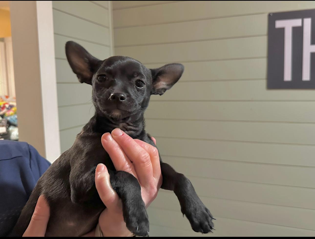 Enlarge Black Girl2, an adopted mixed breed in West Islip, NY image 1/5