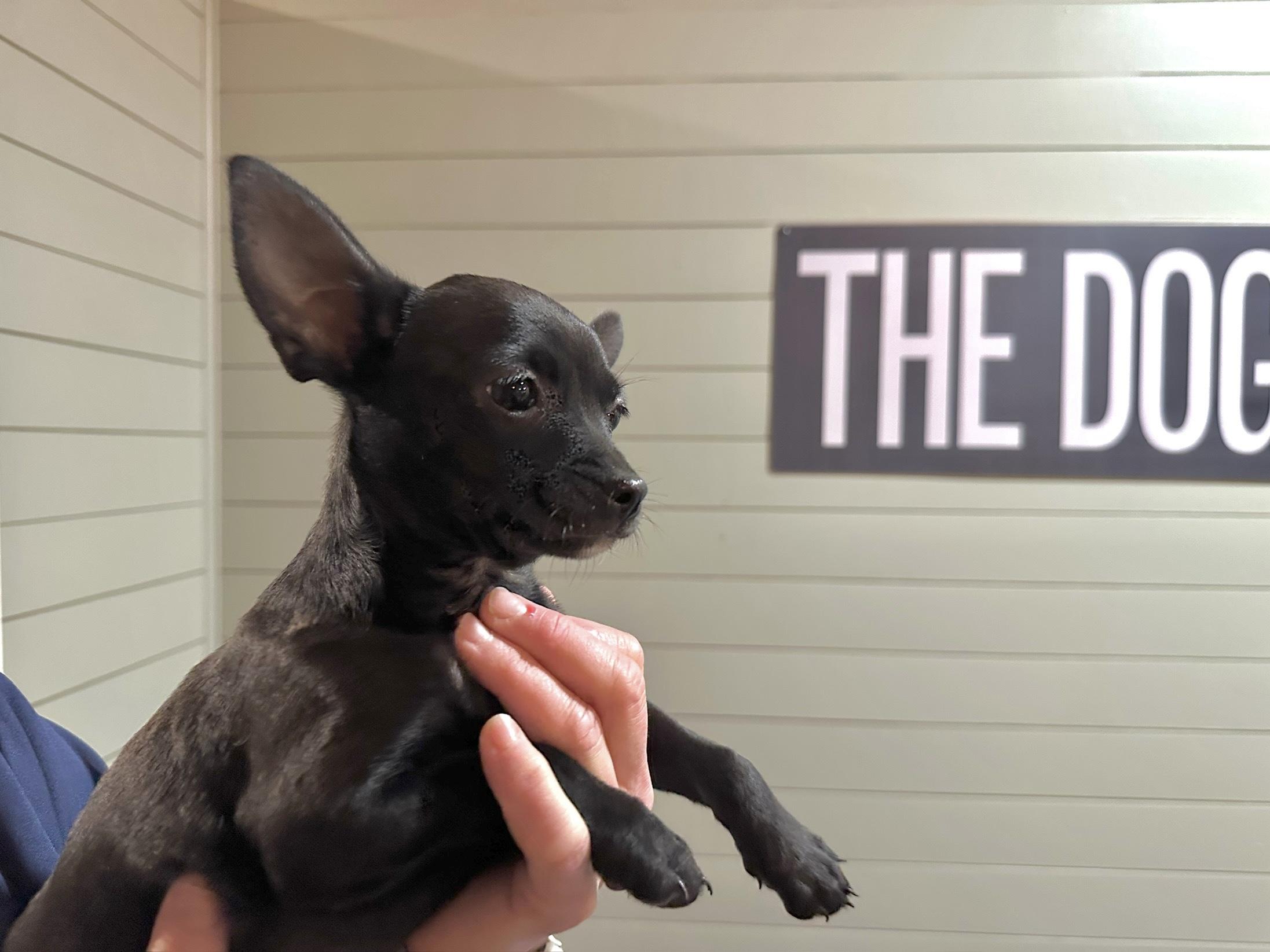 Enlarge Black Girl2, an adopted mixed breed in West Islip, NY image 5/5