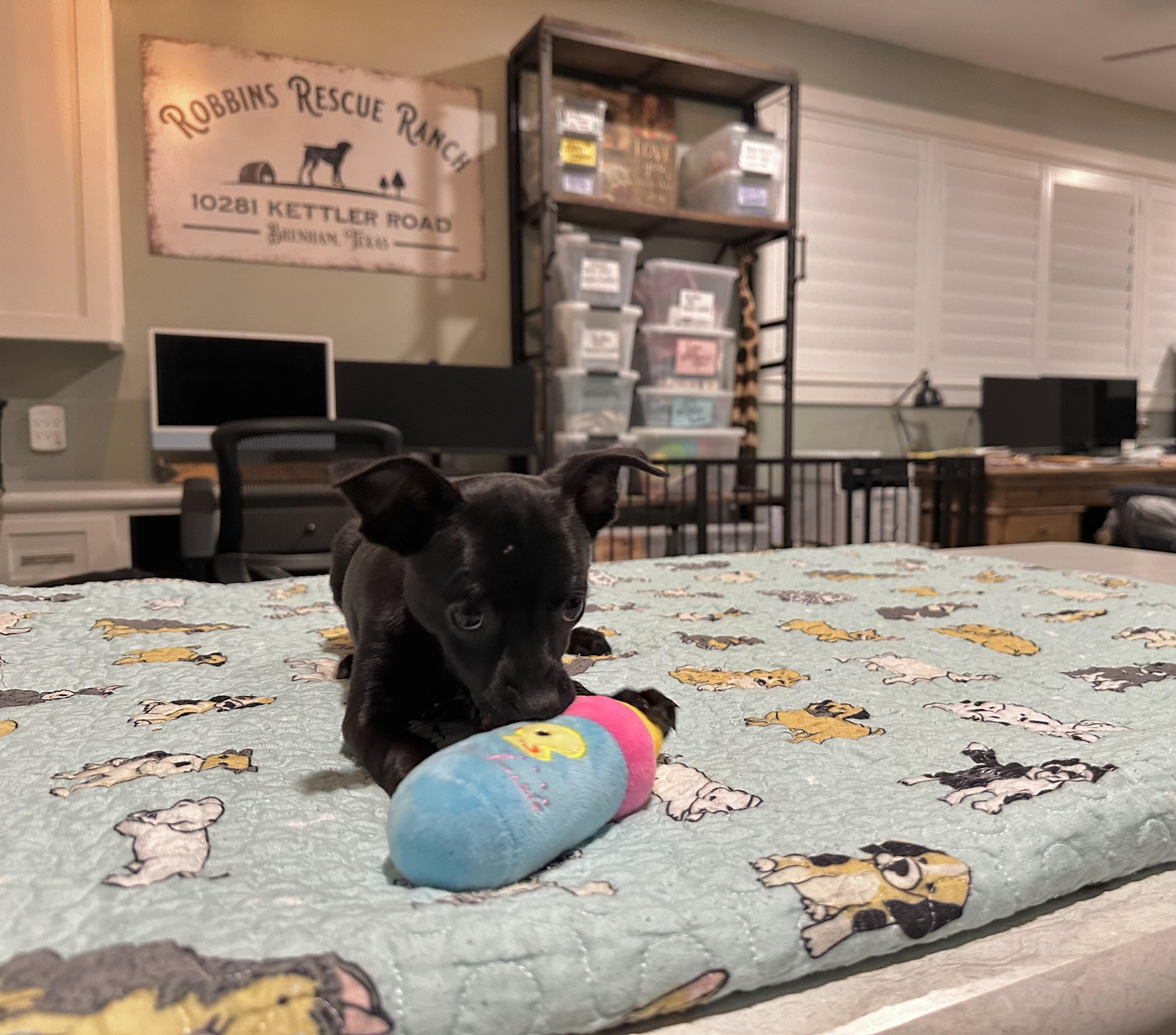 Enlarge Black Girl2, an adopted mixed breed in West Islip, NY image 4/5