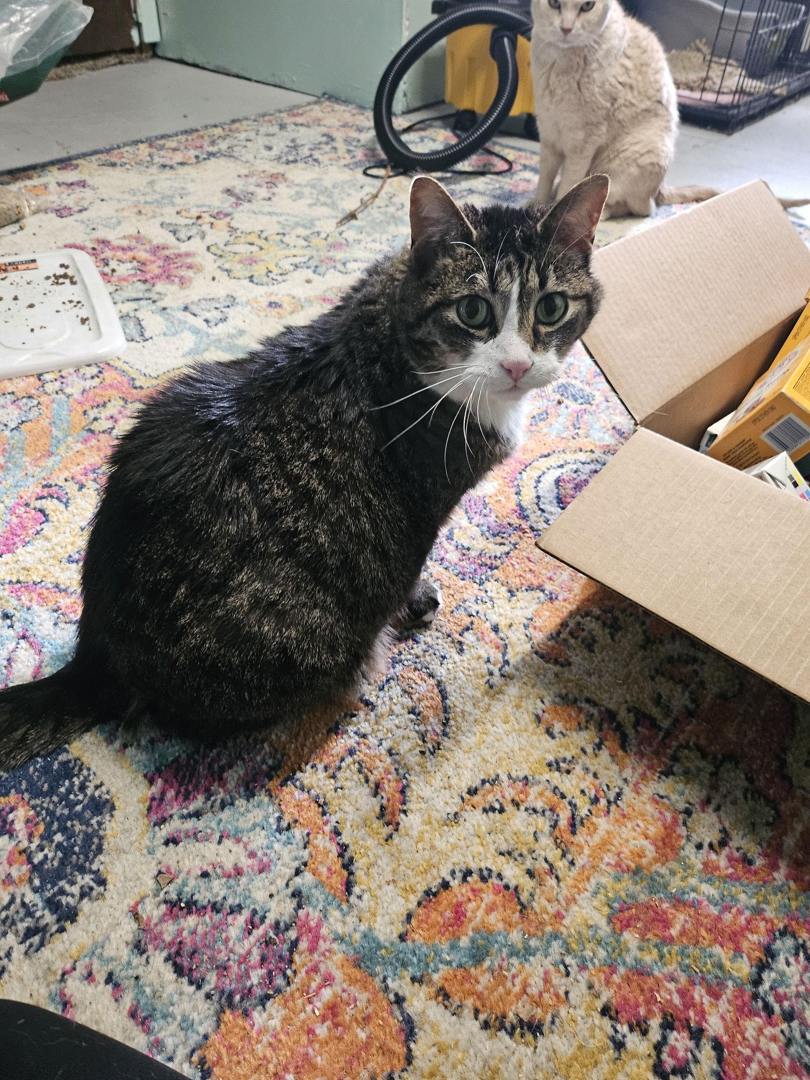 Bailey — thumbnail 2