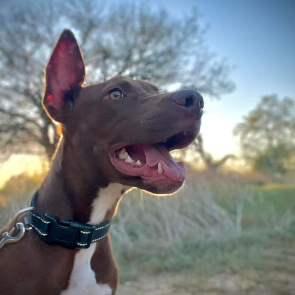 Dog for adoption Rufus Charles Wellington III, a Chocolate Labrador