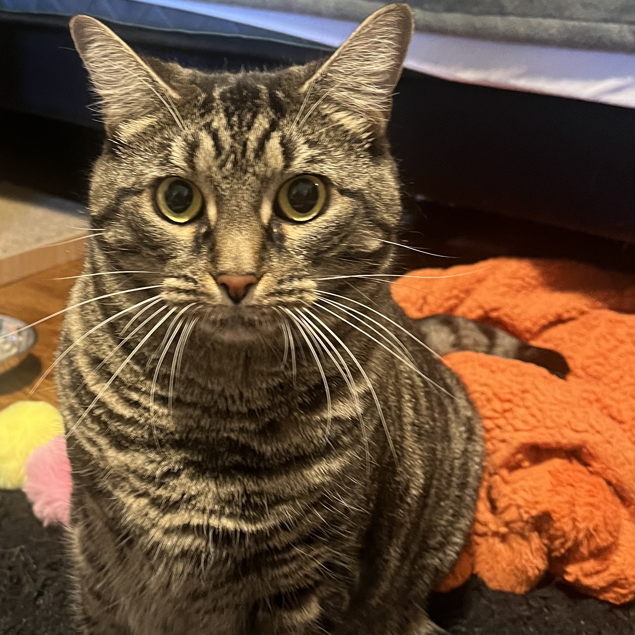 Enlarge LULU (and YUNA, too?), a Adoptable mixed breed in New York, NY image 1/6