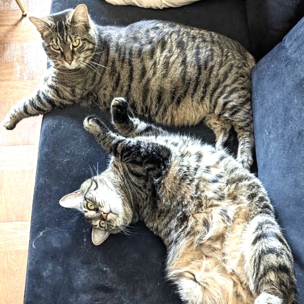 Enlarge LULU (and YUNA, too?), a Adoptable mixed breed in New York, NY image 4/6