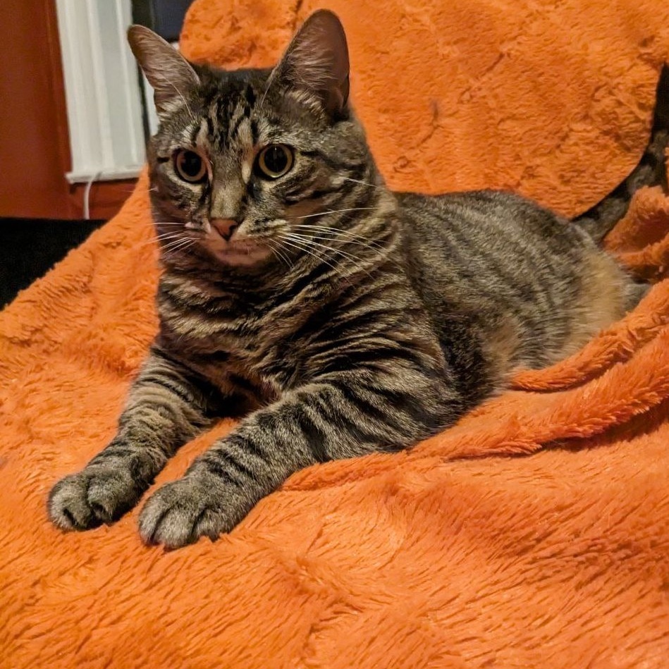 Enlarge LULU (and YUNA, too?), a Adoptable mixed breed in New York, NY image 3/6