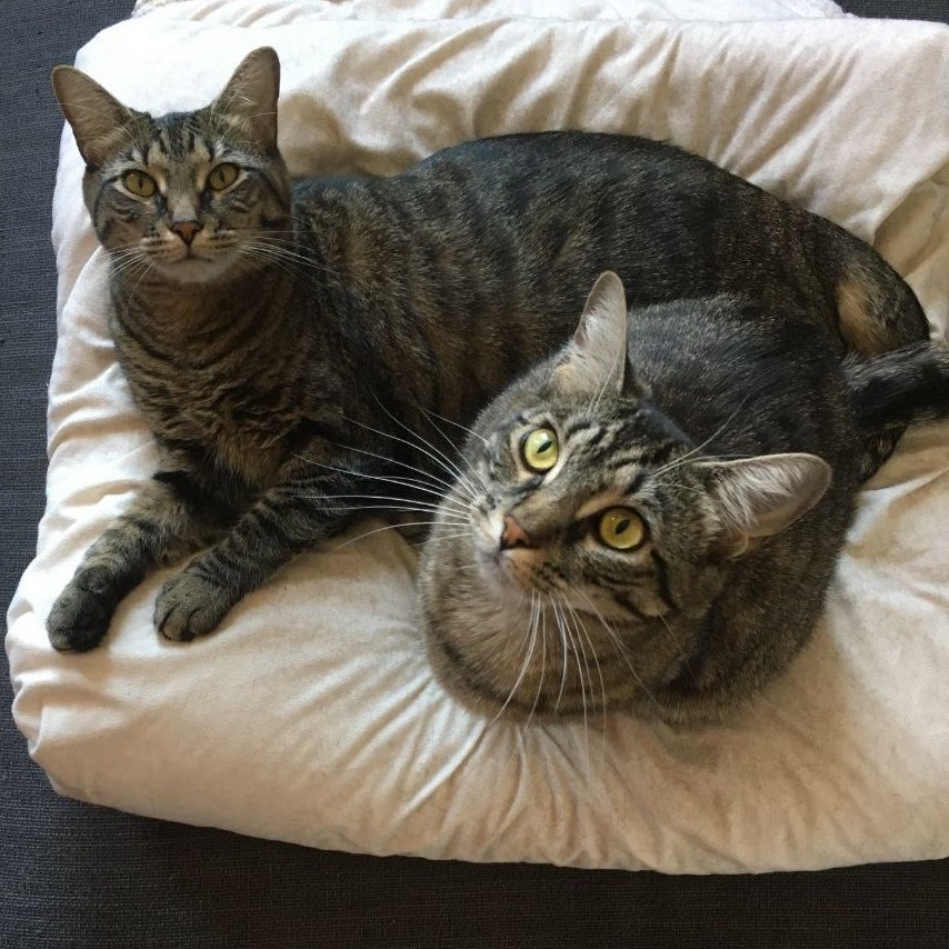 Enlarge LULU (and YUNA, too?), a Adoptable mixed breed in New York, NY image 5/6