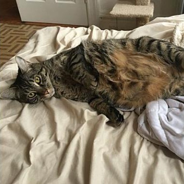 Enlarge LULU (and YUNA, too?), a Adoptable mixed breed in New York, NY image 2/6