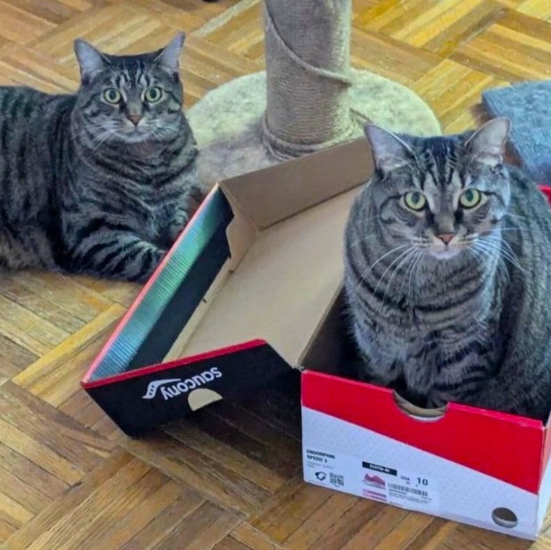 Enlarge LULU (and YUNA, too?), a Adoptable mixed breed in New York, NY image 6/6