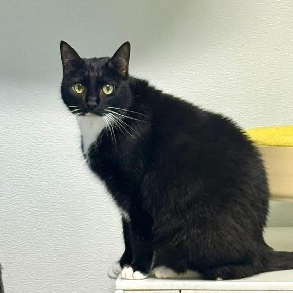 Mona — thumbnail 2