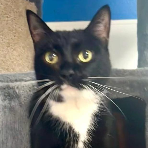 Mona — thumbnail 3