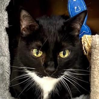 Mona — thumbnail 6