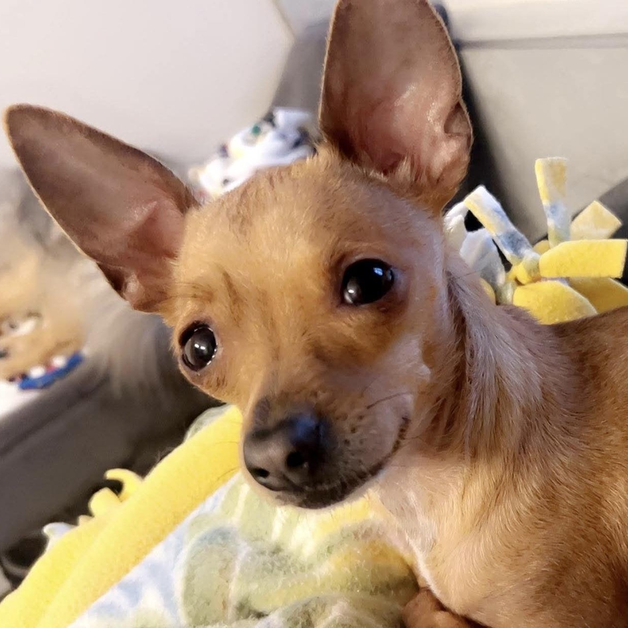 Daisy, ADOPTABLE, Young Female Chihuahua.