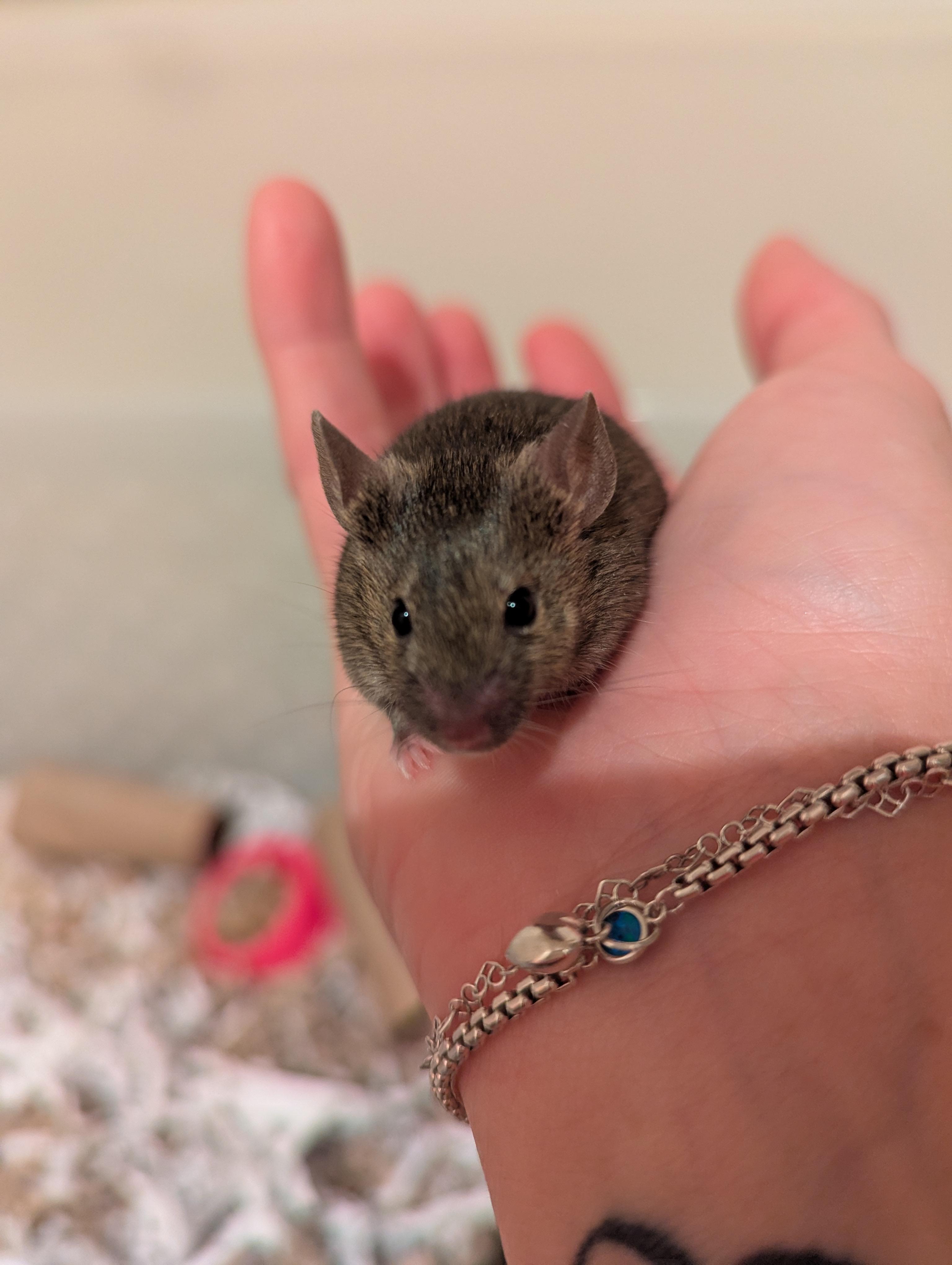 Enlarge Bootstrap, a Adoptable Mouse in Saint Paul, MN image 1/2