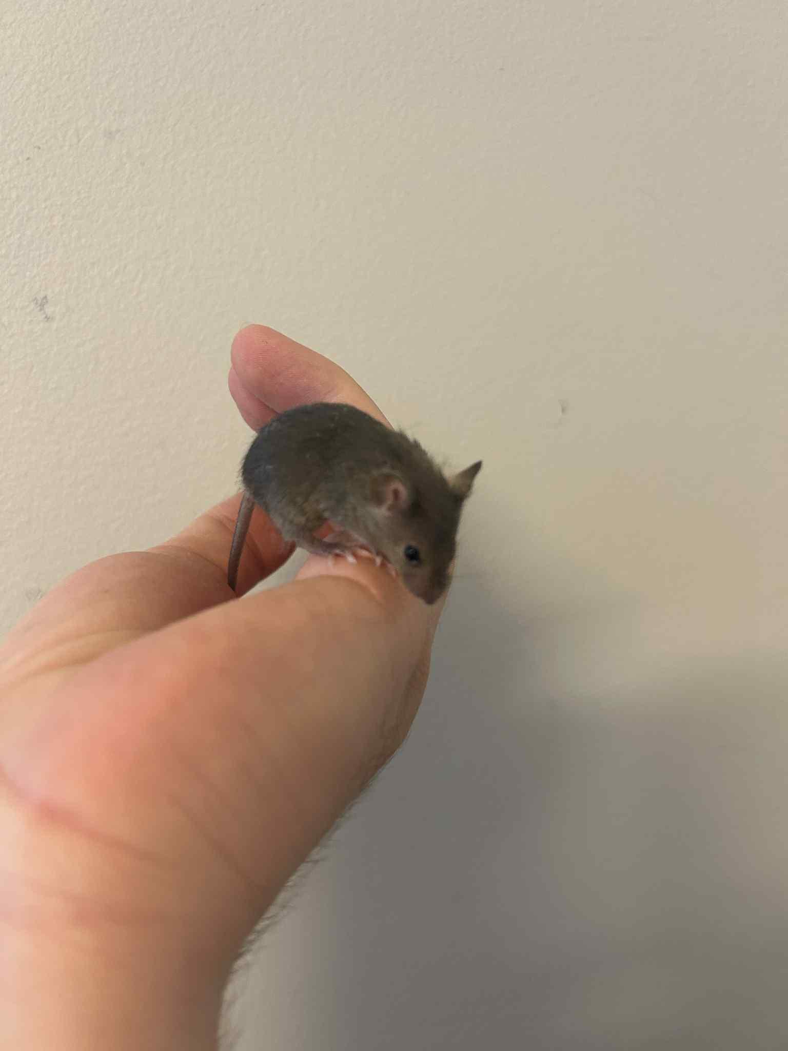 Enlarge Bootstrap, a Adoptable Mouse in Saint Paul, MN image 2/2