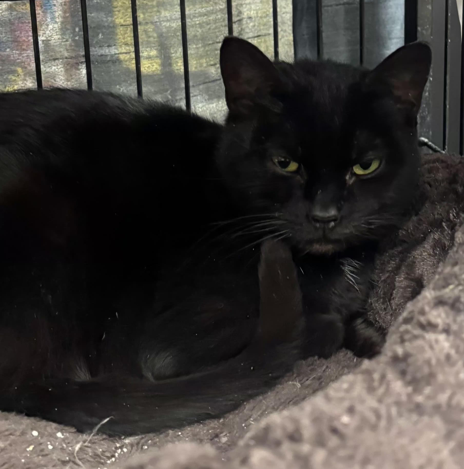 Elena, ADOPTABLE, Young Female Domestic Short Hair.