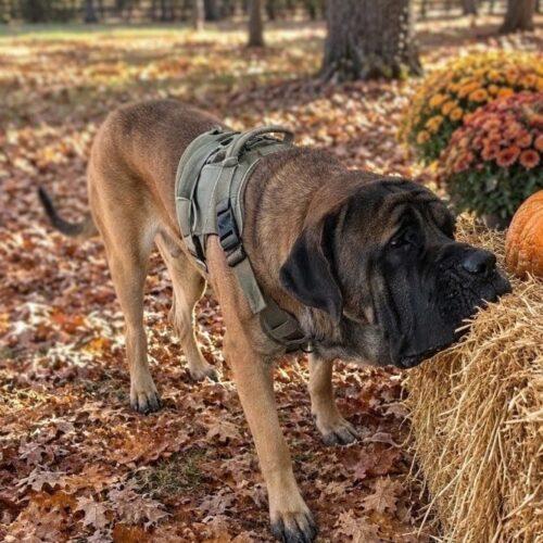 Enlarge Atlas, a Adoptable Mastiff in Edmond, OK image 1/5