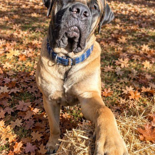 Enlarge Atlas, a Adoptable Mastiff in Edmond, OK image 2/5