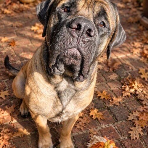 Enlarge Atlas, a Adoptable Mastiff in Edmond, OK image 3/5