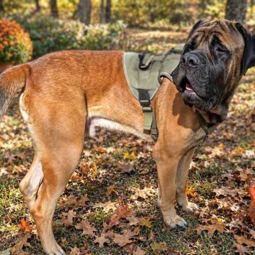 Enlarge Atlas, a Adoptable Mastiff in Edmond, OK image 4/5