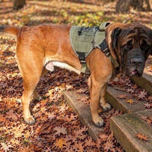 Enlarge Atlas, a Adoptable Mastiff in Edmond, OK image 5/5