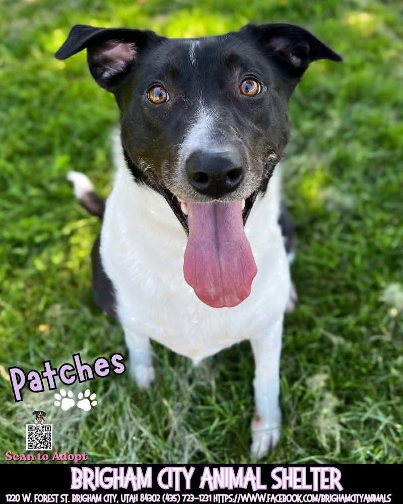 Enlarge Patches, a ADOPTABLE mixed breed in Brigham City, UT image 1/1