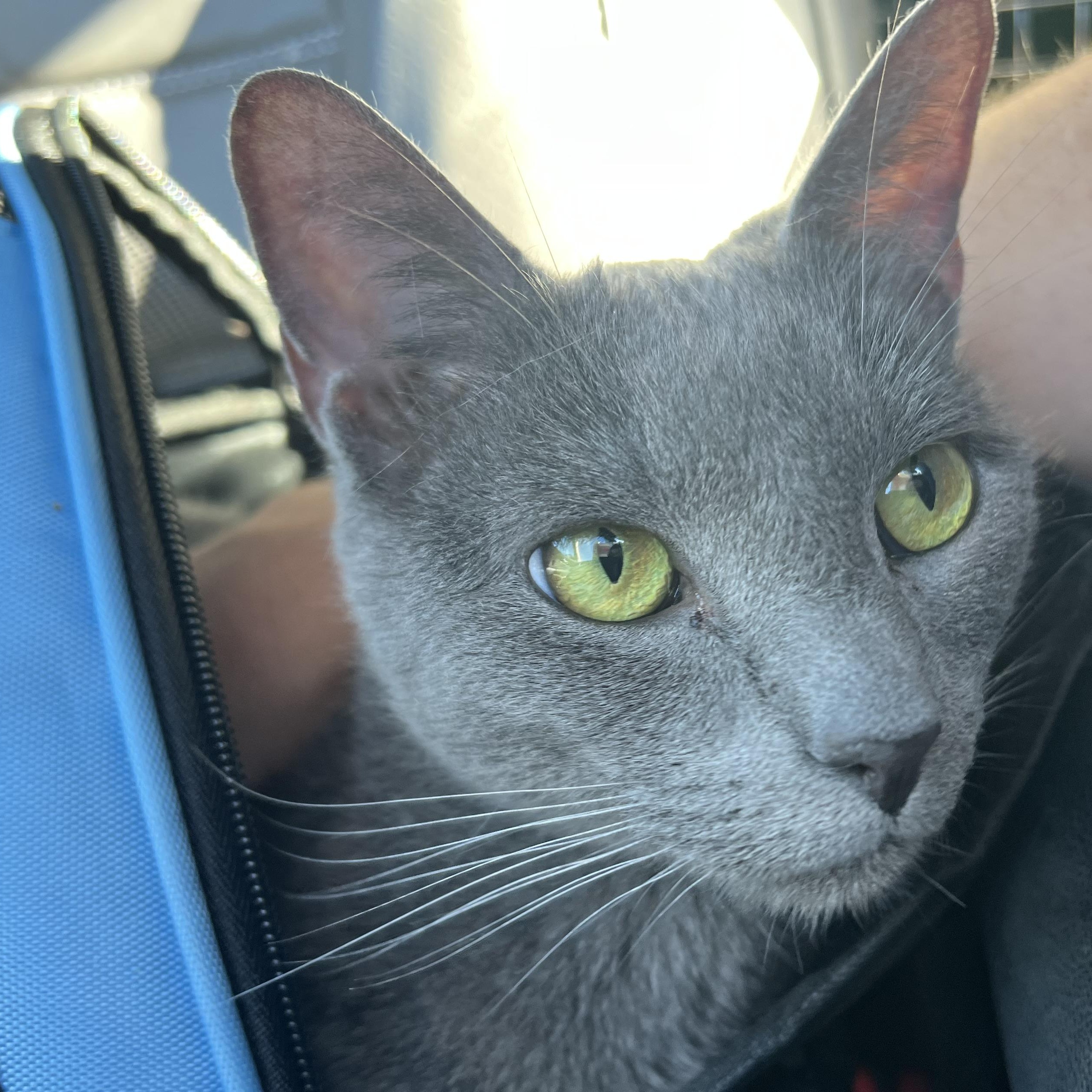 Enlarge Mochi, a Adoptable Russian Blue in Midlothian, TX image 1/3