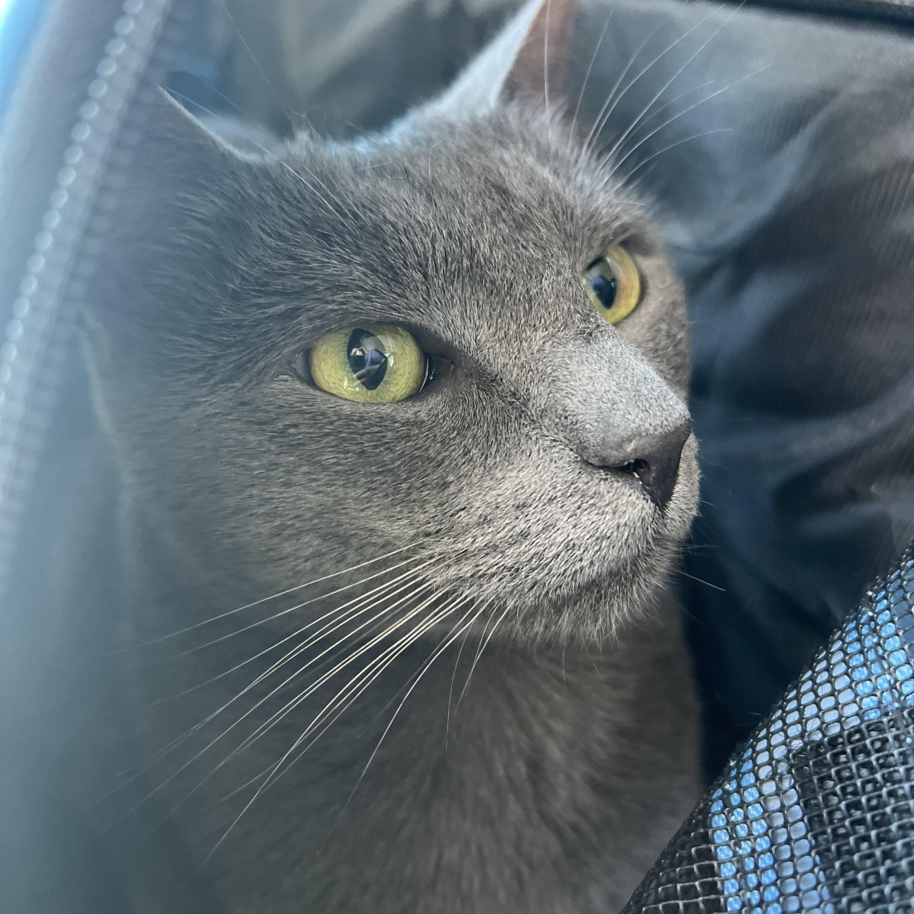Enlarge Mochi, a Adoptable Russian Blue in Midlothian, TX image 3/3