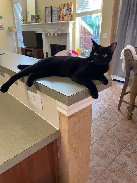 Enlarge Black Jack, a Adoptable mixed breed in Spring, TX image 1/3