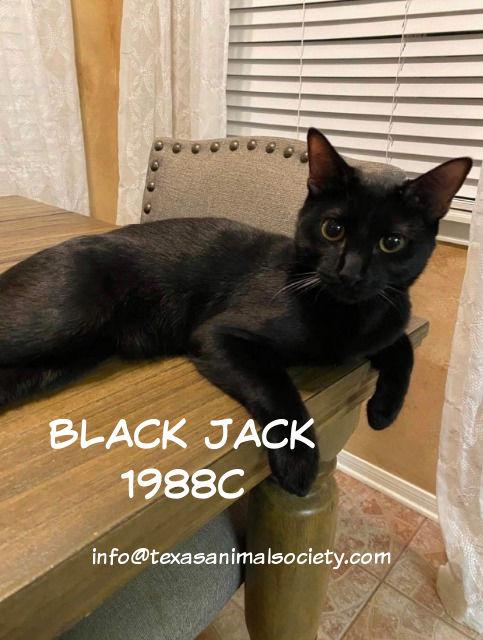 Enlarge Black Jack, a Adoptable mixed breed in Spring, TX image 2/3