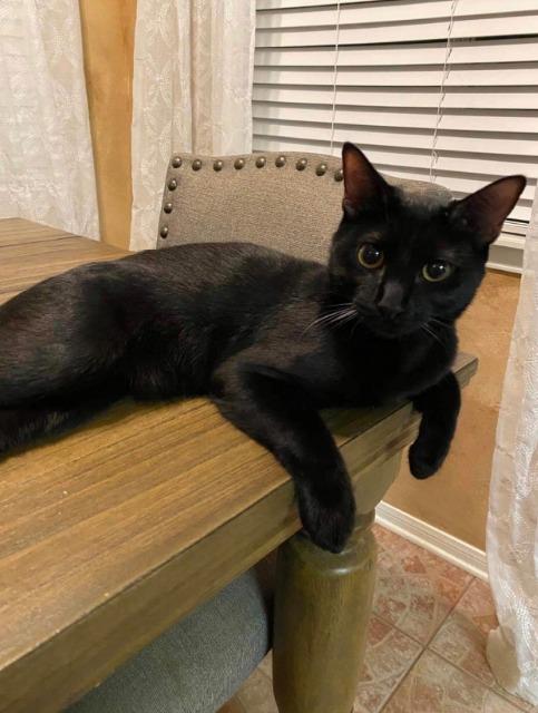 Enlarge Black Jack, a Adoptable mixed breed in Spring, TX image 3/3