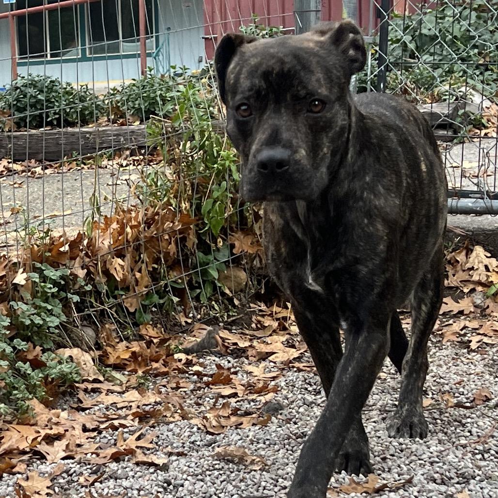 Shyla, Adoptable, Adult Female Pit Bull Terrier & Mixed Breed.