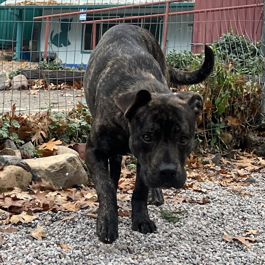 Enlarge Shyla, a Adoptable mixed breed in Mount Shasta, CA image 2/6