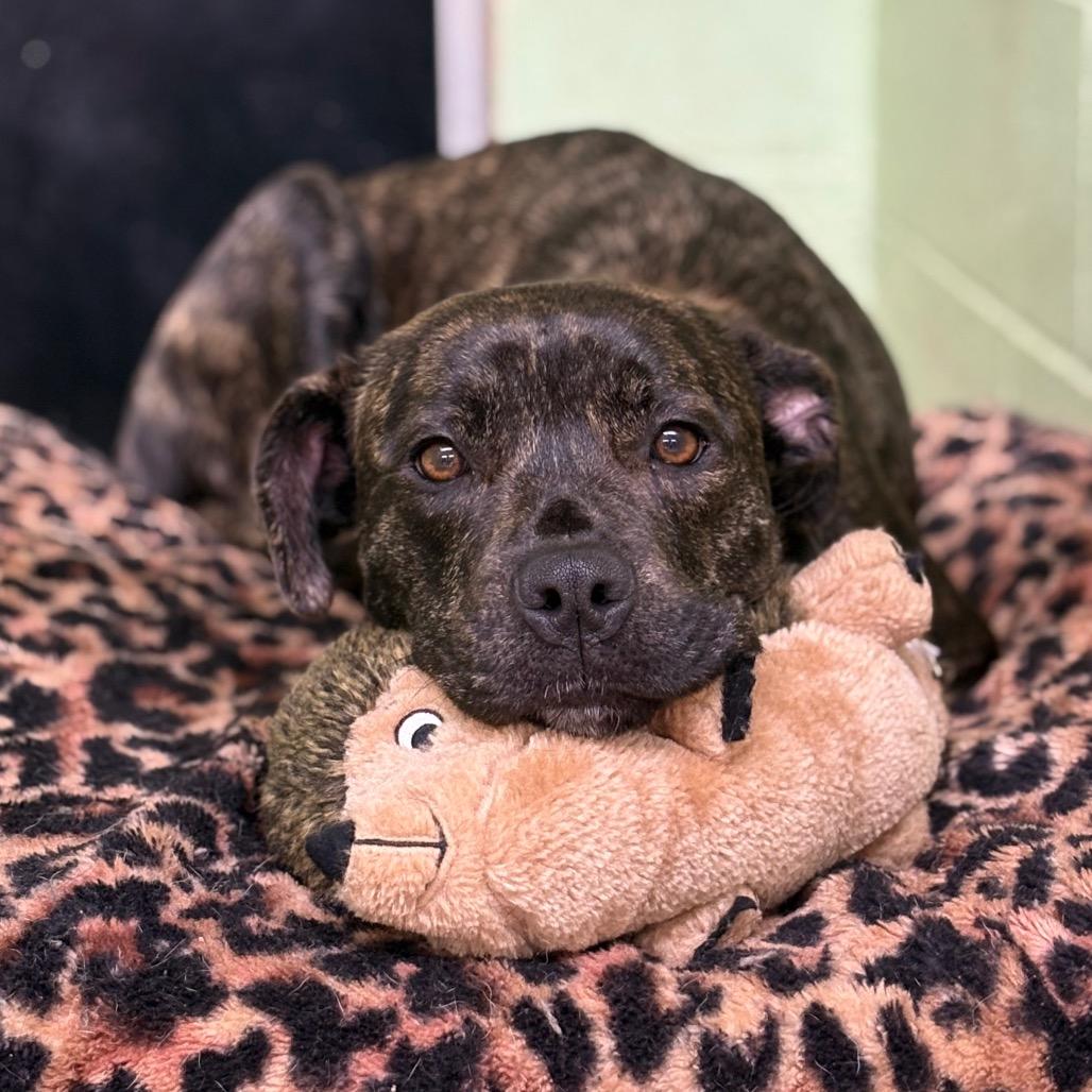 Enlarge Shyla, a Adoptable mixed breed in Mount Shasta, CA image 3/6