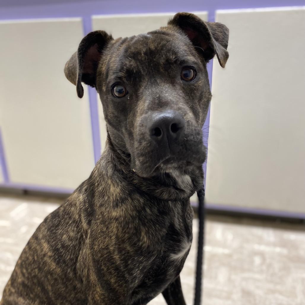 Enlarge Shyla, a Adoptable mixed breed in Mount Shasta, CA image 4/6