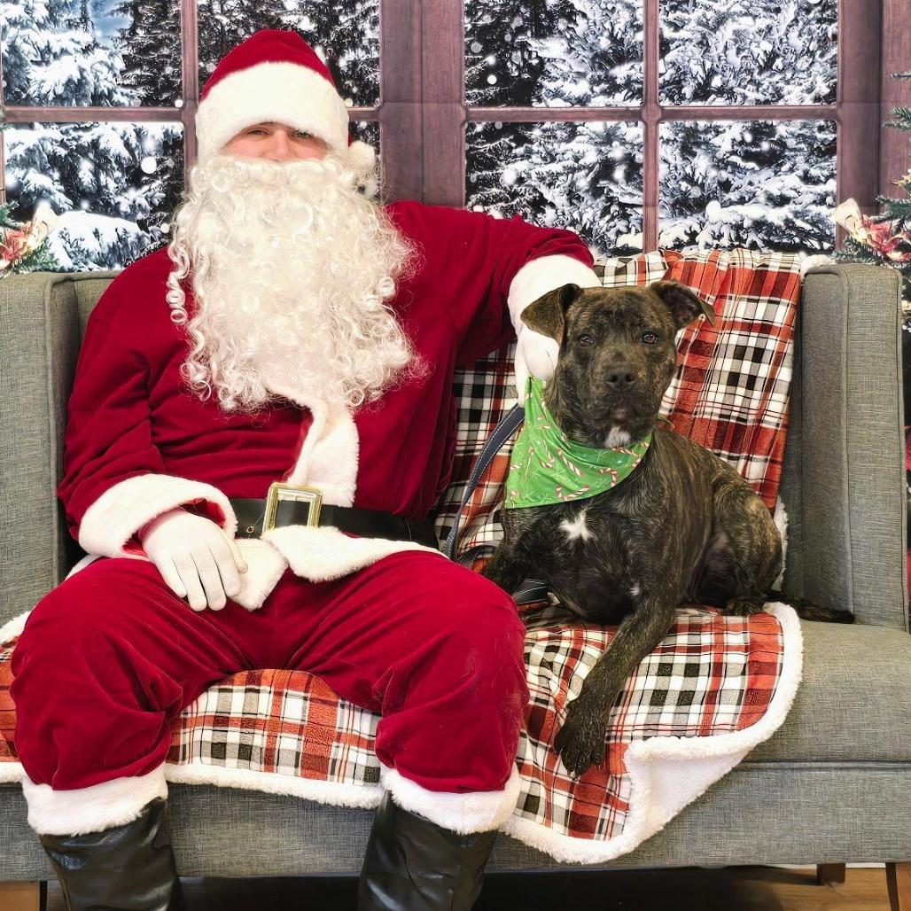 Enlarge Shyla, a Adoptable mixed breed in Mount Shasta, CA image 5/6