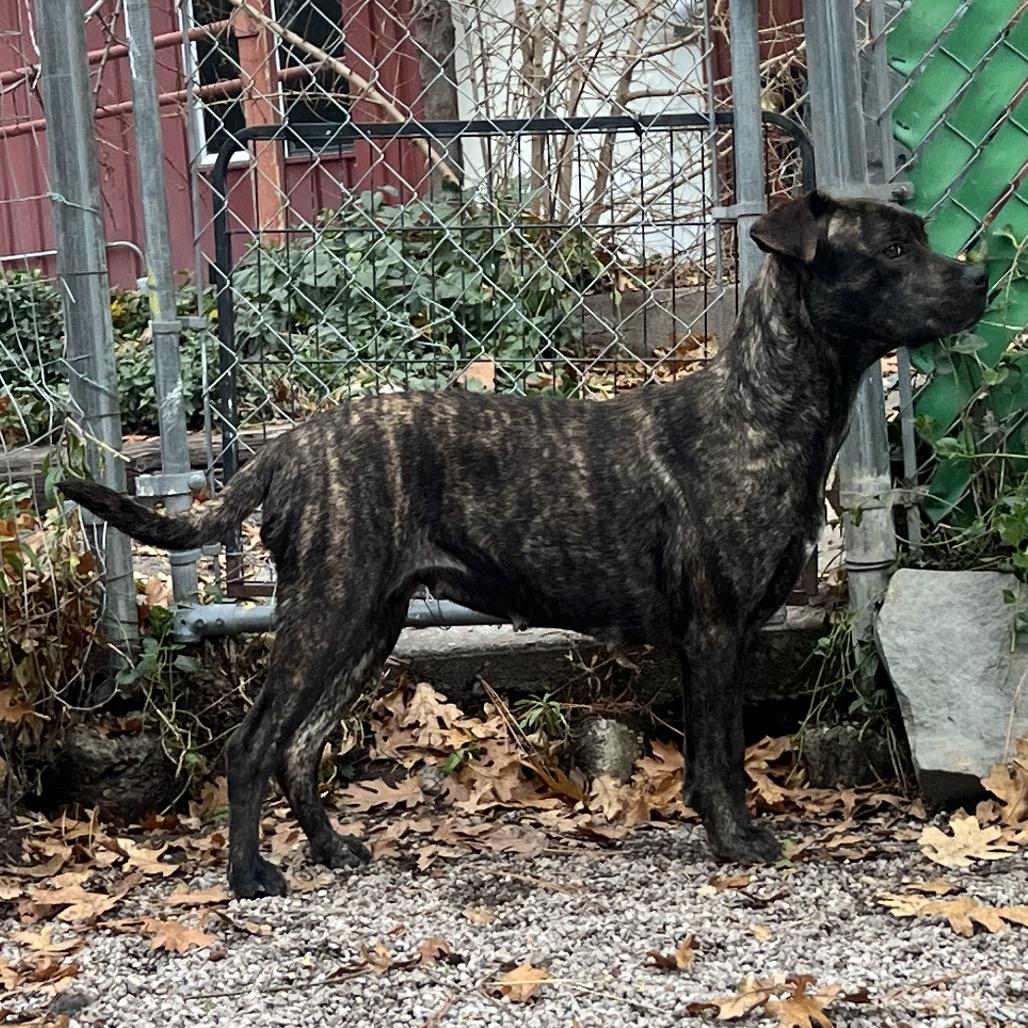 Enlarge Shyla, a Adoptable mixed breed in Mount Shasta, CA image 6/6