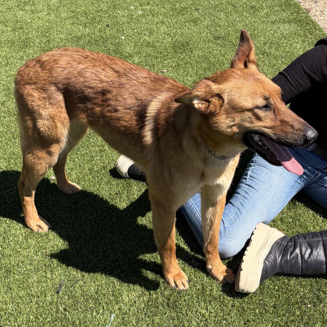 KitKat, an adopted mixed breed in Salt Lake City, UT image 3/6