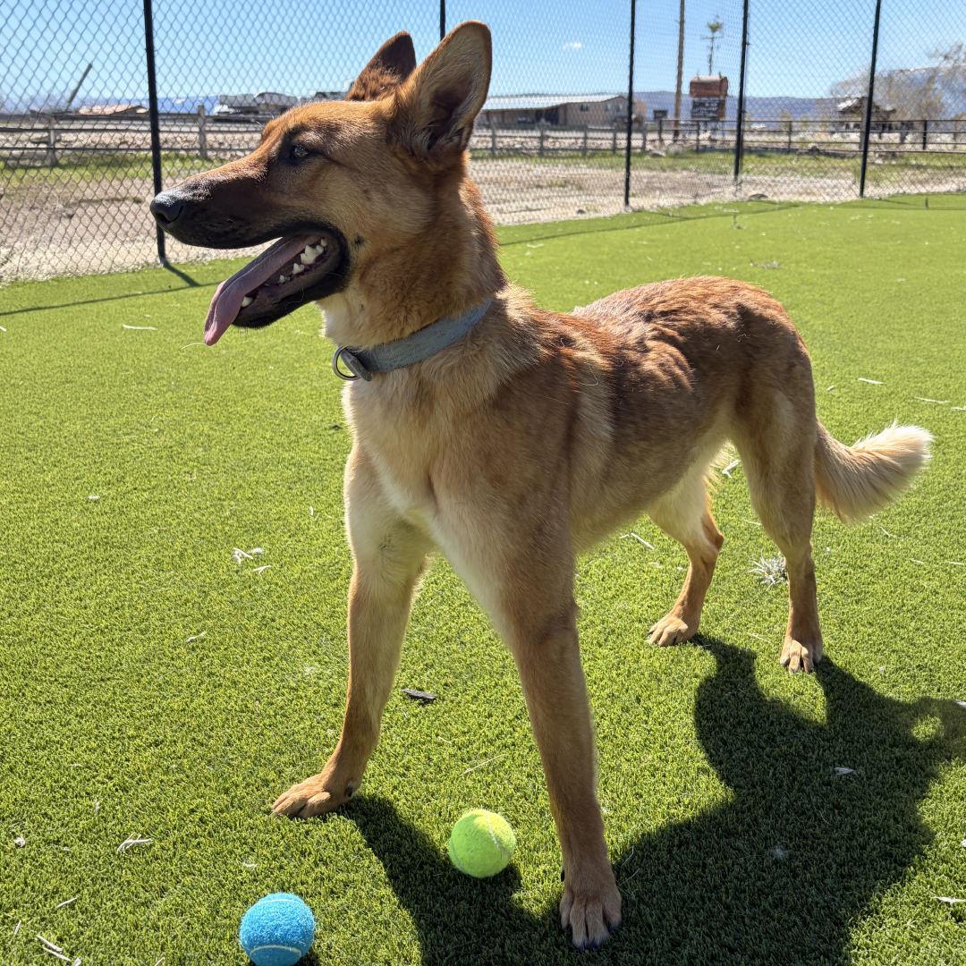 KitKat, an adopted mixed breed in Salt Lake City, UT image 5/6